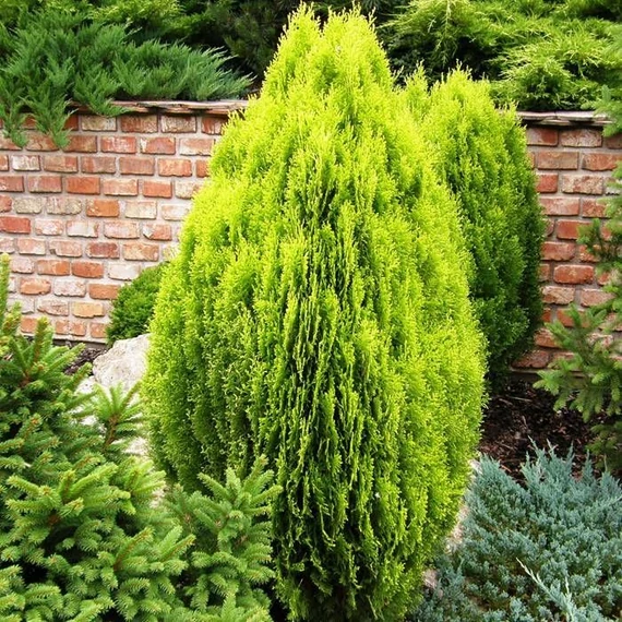 Thuja (Platycladus) orientalis 'Aurea Nana' - Keleti tuja