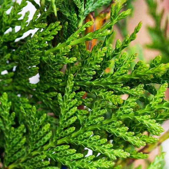 Thuja plicata 'Atrovirens' - Óriás tuja