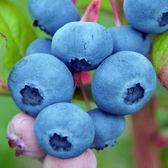 Vaccinium corymbosum 'Chandler' - Kék fürtös áfonya
