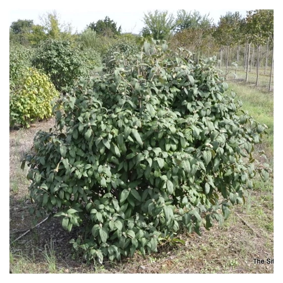 Viburnum rhytidophyllum 'Willowwood' – Ráncoslevelű bangita
