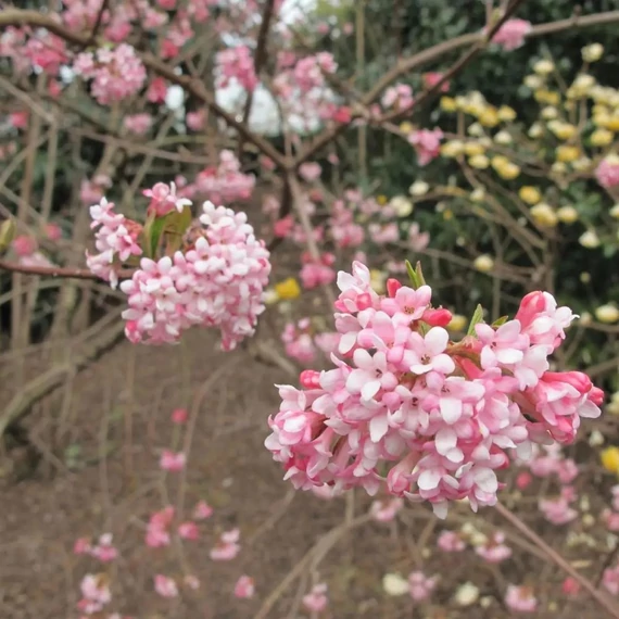 Viburnum x bodnantense - Kikeleti bangita