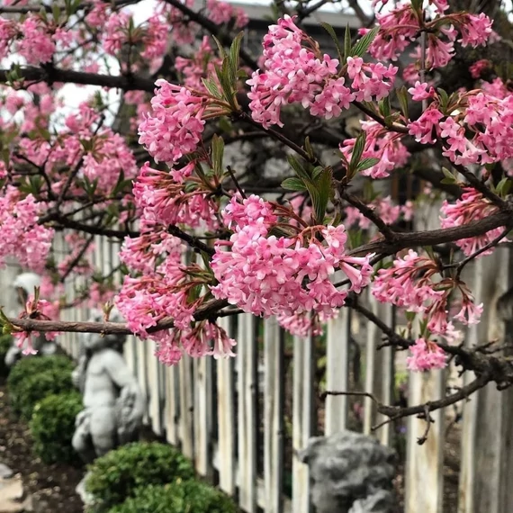 Viburnum x bodnantense 'Dawn' - Kikeleti bangita