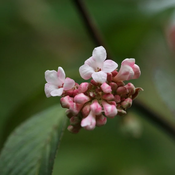Viburnum x bodnantense 'Dawn' - Kikeleti bangita
