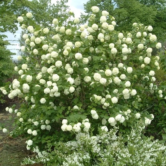 Viburnum opulus 'Roseum' - Labdarózsa
