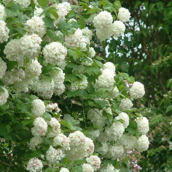 Viburnum opulus 'Roseum' - Labdarózsa