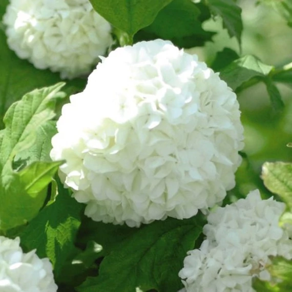 Viburnum opulus 'Roseum' - Labdarózsa