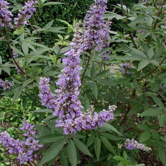 Vitex agnus-castus 'Latifolia' – Illatos barátcserje