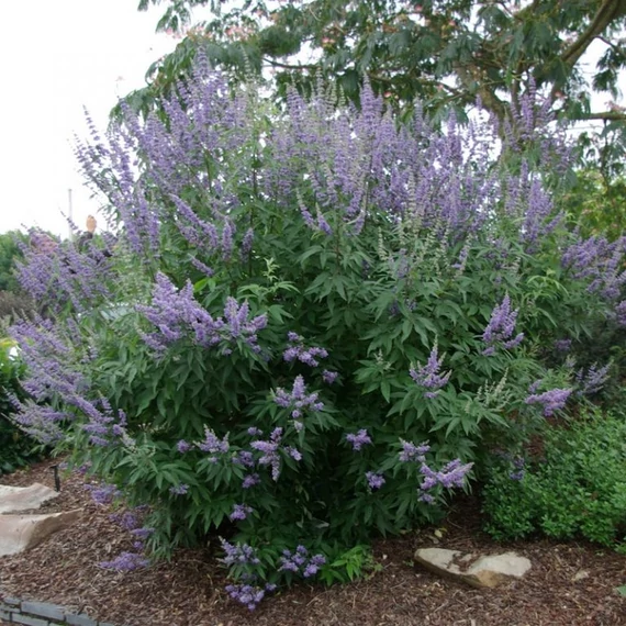Vitex agnus-castus 'Latifolia' – Illatos barátcserje