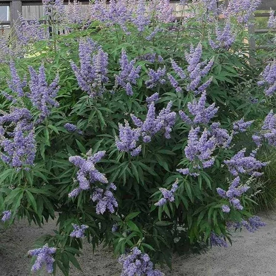 Vitex agnus-castus 'Latifolia' – Illatos barátcserje