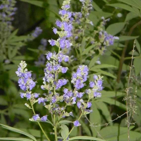 Vitex agnus-castus - Illatos barátcserje