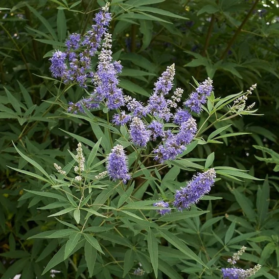 Vitex agnus-castus - Illatos barátcserje