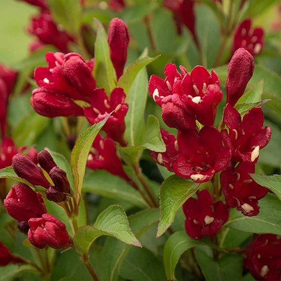 Weigela 'Cherry Love'® – Rózsalonc
