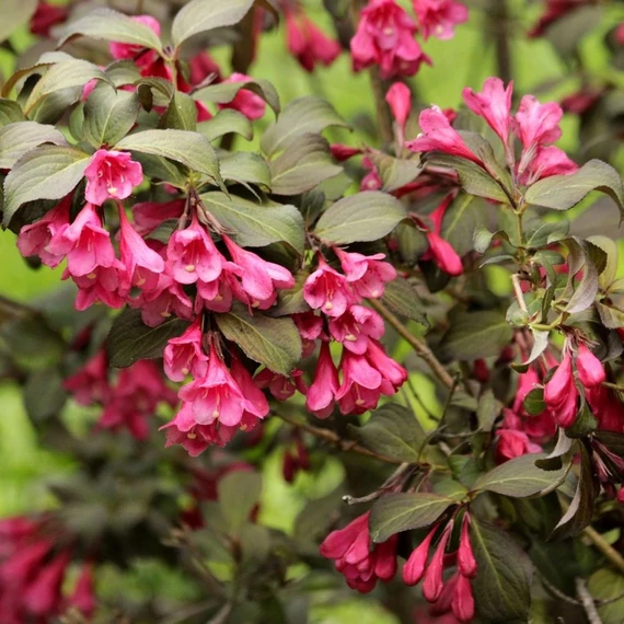 Weigela florida 'Minor Black'® – Rózsalonc