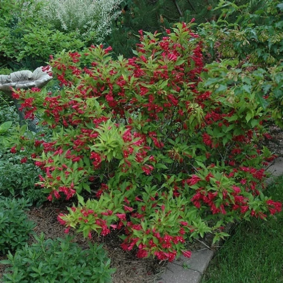 Weigela florida 'Red Prince' – Rózsalonc