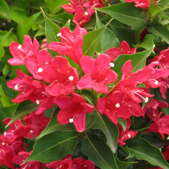 Weigela florida 'Red Prince' – Rózsalonc