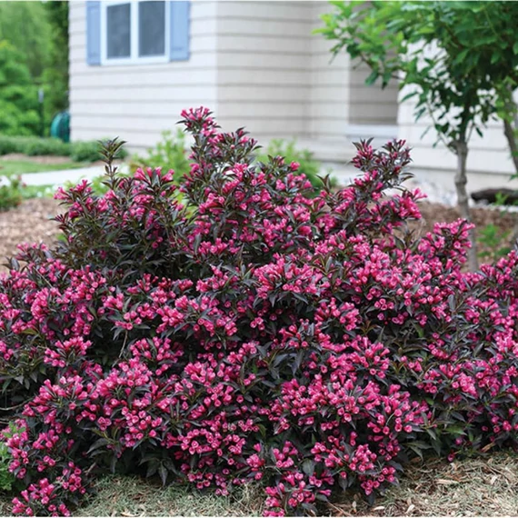 Weigela 'Alexandra' - Rózsalonc