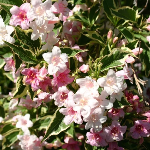 Weigela florida 'Nana Variegata' - Rózsalonc