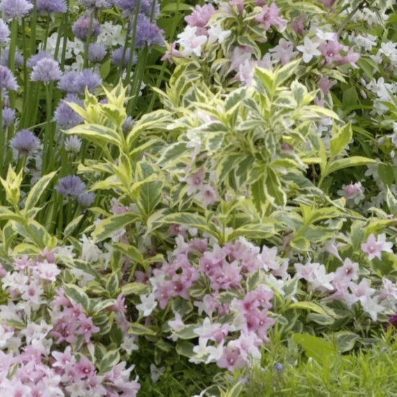 Weigela florida 'Nana Variegata' - Rózsalonc