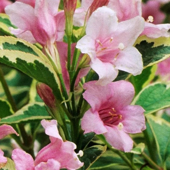Weigela florida 'Nana Variegata' - Rózsalonc