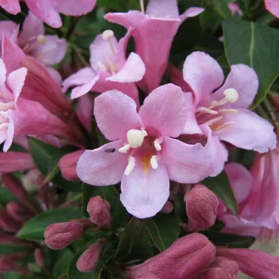 Weigela florida 'Pink Poppet' - Rózsalonc