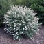 Buddleia davidii 'White Ball' – Nyáriorgona