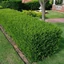 Buxus sempervirens - Örökzöld puszpáng