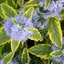 Caryopteris clandonensis 'Summer Sorbet' – Angol kékszakáll