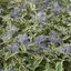 Caryopteris x clandonensis 'White Surprise'® – Angol kékszakáll