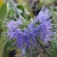 Caryopteris incana 'Weeping Form' – Kínai kékszakáll