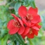 Chaenomeles x superba 'Crimson and Gold' – Japánbirs
