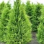 Chamaecyparis lawsoniana 'Stardust' - Oregoni hamisciprus
