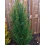 Cupressocyparis leylandii 'Green Rocket' – Leyland ciprus