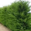 Cupressocyparis leylandii '2001' - Leyland ciprus