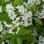 Deutzia gracilis - Karcsú gyöngyvirágcserje
