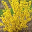 Forsythia x intermedia 'Goldrausch' - Aranycserje