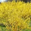 Forsythia x intermedia 'Lynwood' - Aranycserje