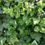 Hedera hibernica, syn.: Hedera helix var. Hibernica - Ír borostyán