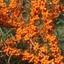 Hippophae rhamnoides 'Askola' – Homoktövis, termős