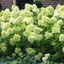 Hydrangea paniculata 'Limelight'® - Bugás hortenzia