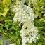 Hydrangea paniculata 'Polestar' - Bugás hortenzia