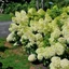 Hydrangea paniculata 'Skyfall' - Bugás hortenzia