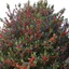 Ilex aquifolium - Magyal