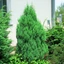 Juniperus chinensis 'Stricta' - Kínai boróka