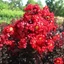 Lagerstroemia Black Diamond® (syn.: Black Solitaire) 'Red Hot'® – Kínai selyemmirtusz