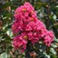 Lagerstroemia indica 'Magic Pink' – Kínai selyemmirtusz