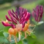 Lonicera x heckrottii 'American Beauty' – Futólonc