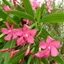 Nerium oleander 'Itália' - Télálló leander
