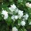 Philadelphus x virginalis 'Virginal' – Teltvirágú jezsámen