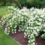 Philadelphus 'Belle Etoile' - Jezsámen