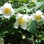 Philadelphus 'Mont Blanc' - Jezsámen